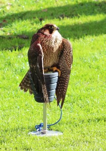 Ready to take off... Peregrine falcon