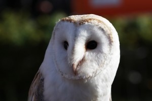 Whooo's a pretty boy then? Barn Owl