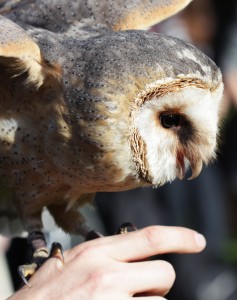 Mmm, tasty finger Scandinavian morph of a barn owl