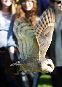 Beautiful Scandinavian barn owl