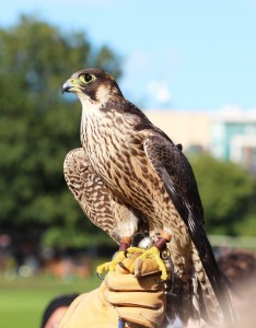 Juvenile Common buzzard -  "If he looks like he's coming towards you then duck!"