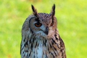 What paint brushes? Bengal eagle owl