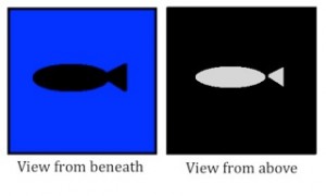 Mesopelagic zone