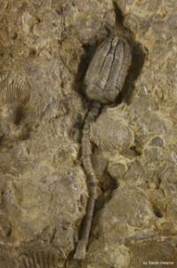 crinoid