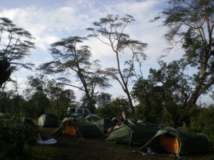 Campsite at Ol Pejeta, with Acacia xanthophloea in the background.  