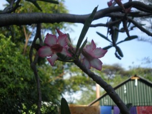 Adenium obesum, Desert Rose at our campsite in Baringo, Robert’s Camp