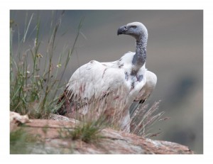 Cape-vulture