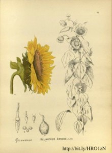 Fig 2 - scientific sunflowers