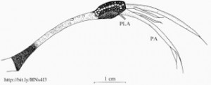 Fig 3 - anglerfish