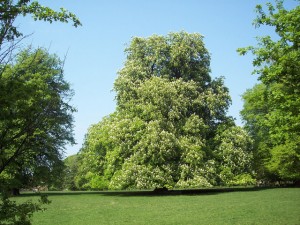 HorseChestnut