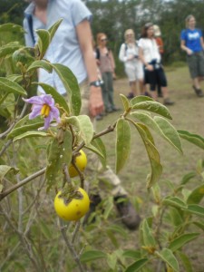 Solanum incanum at the Chimpanzee sanctuary in Ol Pejeta