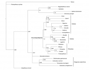 Schrago.et.al~2006-Fig2