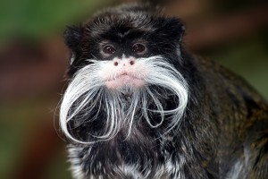 Tamarin_portrait_2_edit3