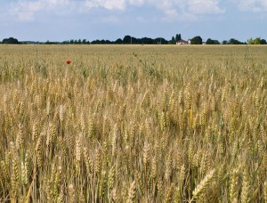 wheat field