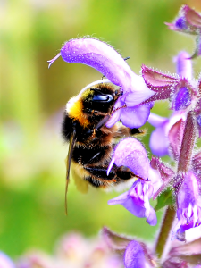 B.terrestris