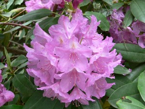 Rhododendron