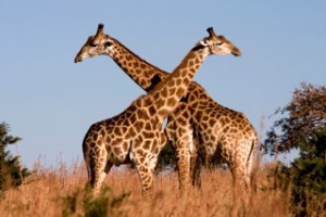 giraffe