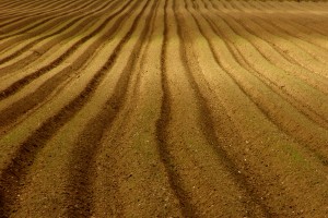 ploughed