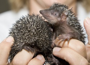 Small Madagascar Hedgehog Tenrec