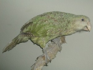 Kakapo