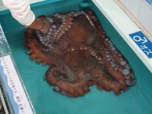 North_Pacific_Giant_Octopus