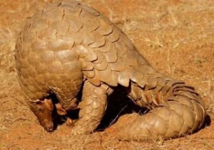 Pangolin