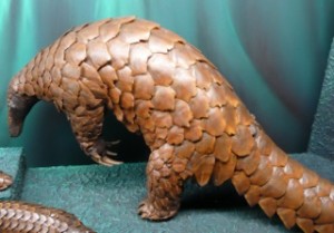 Pangolin museum