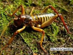 weta