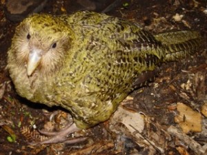 Kakapo 1