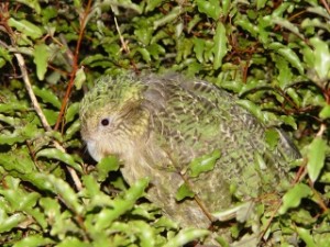 Kakapo 2