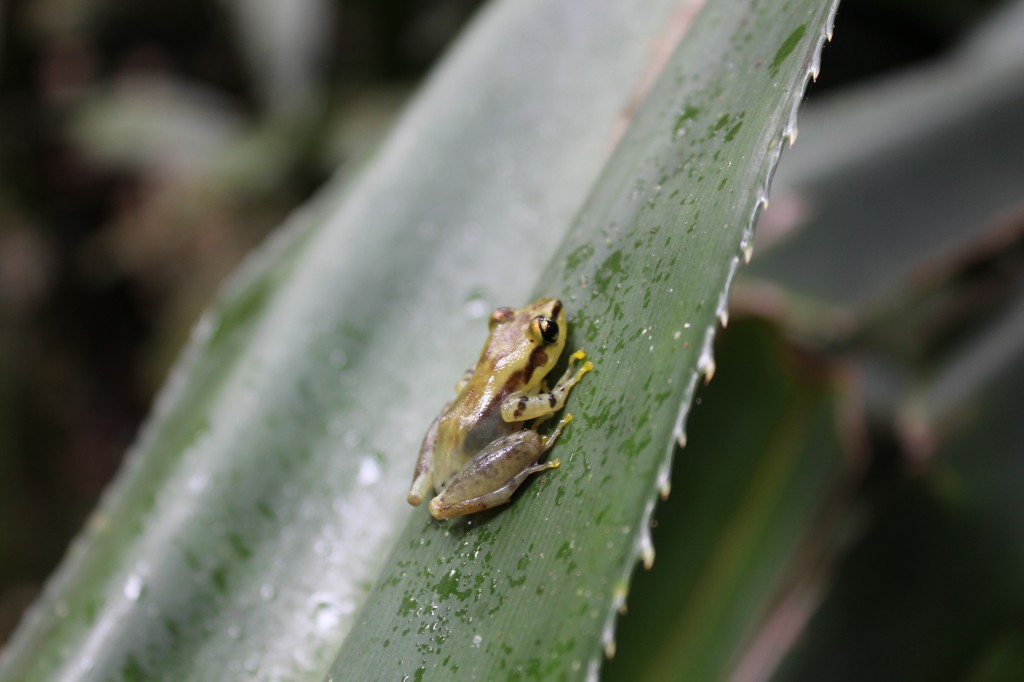 Tree frog