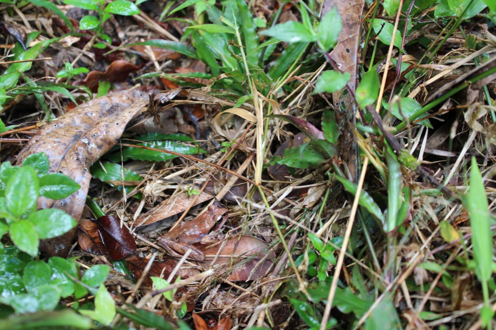 Camouflaged frog