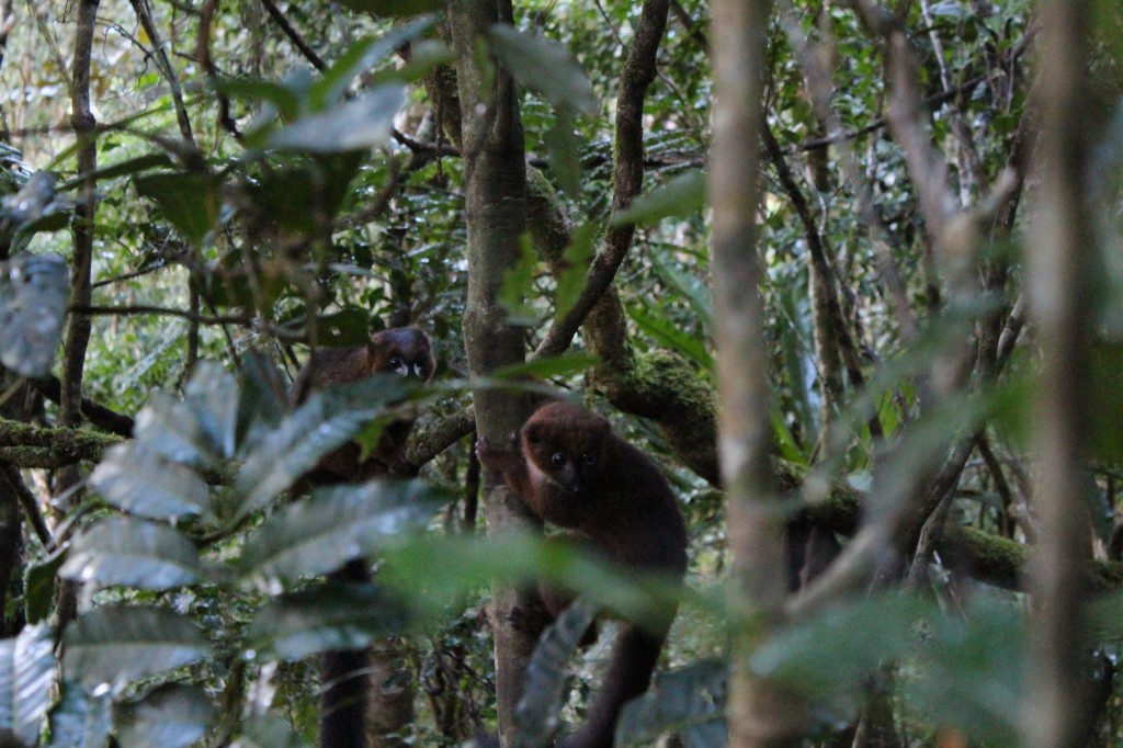 Red bellied lemurs