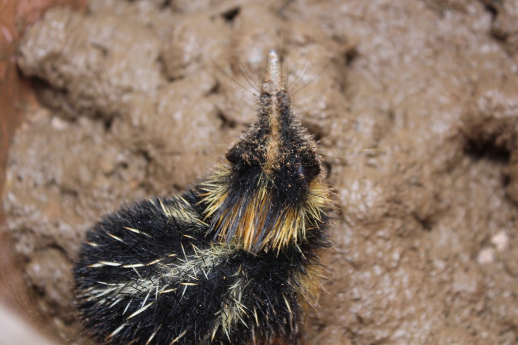 Hemicentetes semispinosus