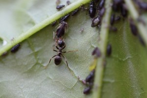 The ant in focus can be seen feeding on the sugary secretions of the aphid, which in return for feeding the ants gains protection.