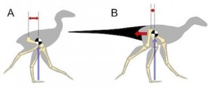 Living tail-less dinosaurs (A) such as chickens have a centre of mass (black/white) located far forwards in the body. To cope with this they keep their feet forwards by bending their hips and swinging the leg from the knee, which is very unusual. Extinct dinosaurs with large tails (B) would have a more rearward centre of mass. This means they may have had stood straighter and swung their legs from the hip, like most other animals