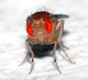 drosophila