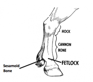 Figure 1: Labeled diagram of an equine lower limb showing the fetlock joint and sesmoid bones.