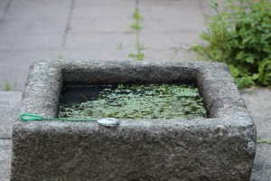 The unlikely source of our only campus fish, the three-spined stickleback