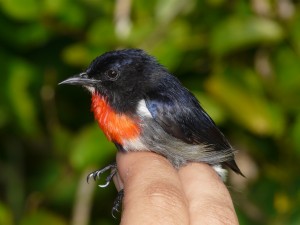 Wakatobi Flowerpecker - Male