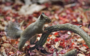 1280px-Japanese_Squirrel_edited_version