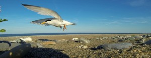 Little Tern taking off from nest © Andrew Power and Peter Cutler