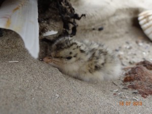 Little Tern chick © Susan Doyle.