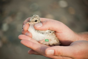 IAN the Little Tern chick © Kristina Abariute and Andrew Power.