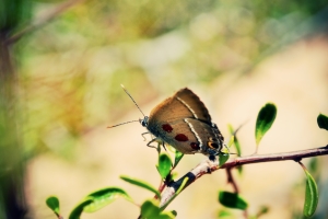 A marked Sinai Hairstreak