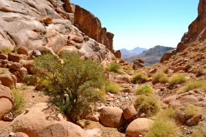 A Sinai Buckthorn in Wadi Ahmar  