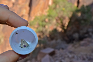 A marked Sinai Hairstreak with a Sinai Buckthorn in the background  