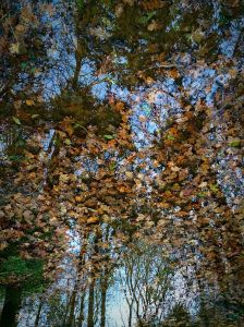 flooded_forest