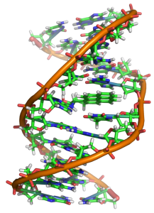 640px-Benzopyrene_DNA_adduct_1JDG