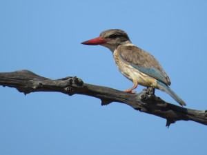 Brown-hooded Kingfisher